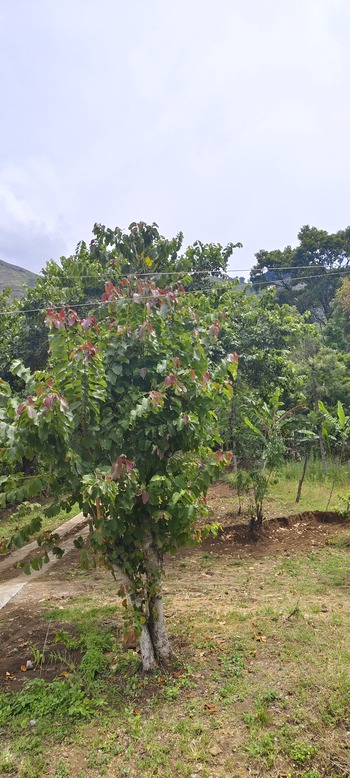 cottages in kodaikanal