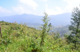 cottages in kodaikanal